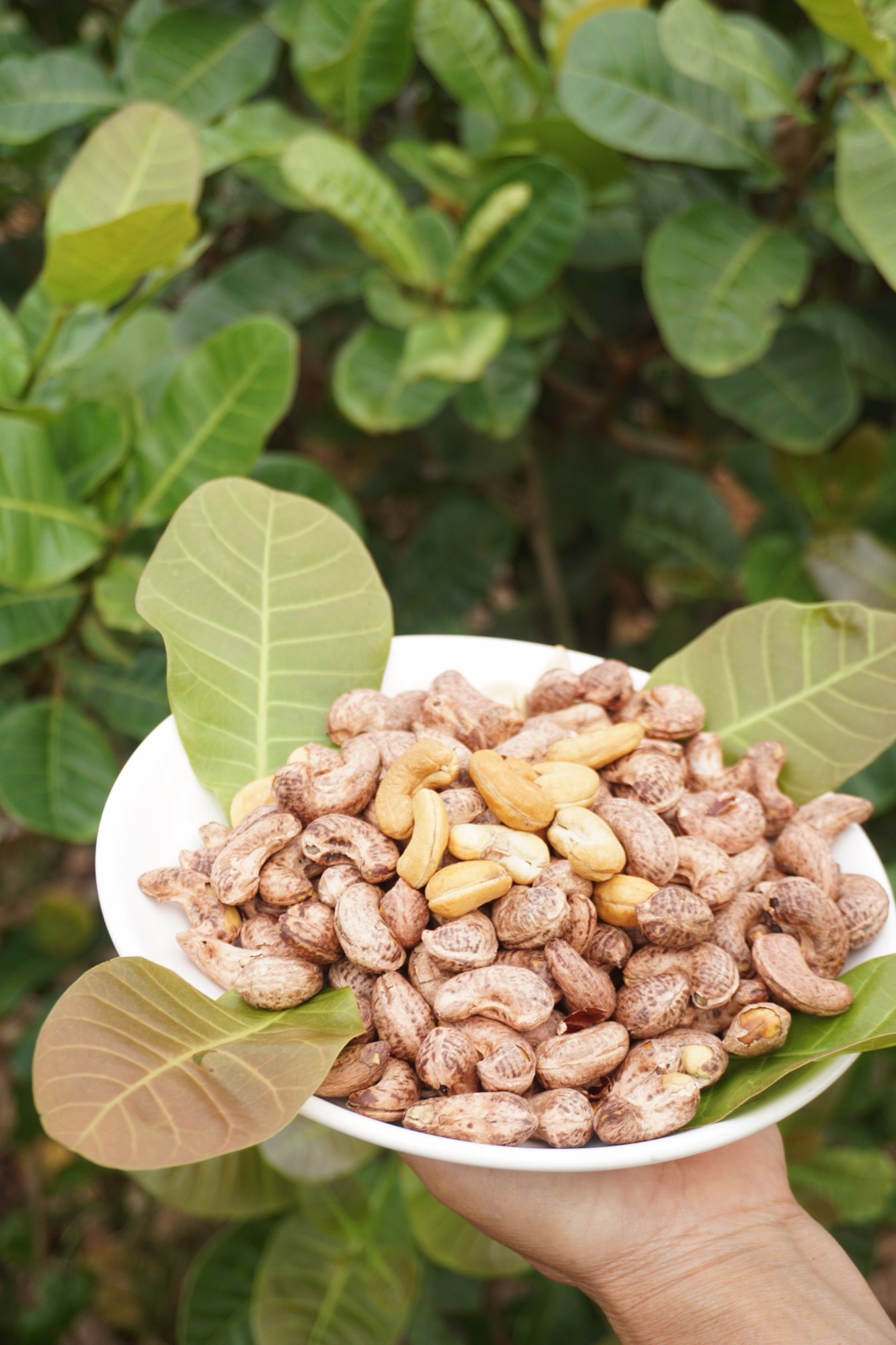 Cashew nuts held on a leaf