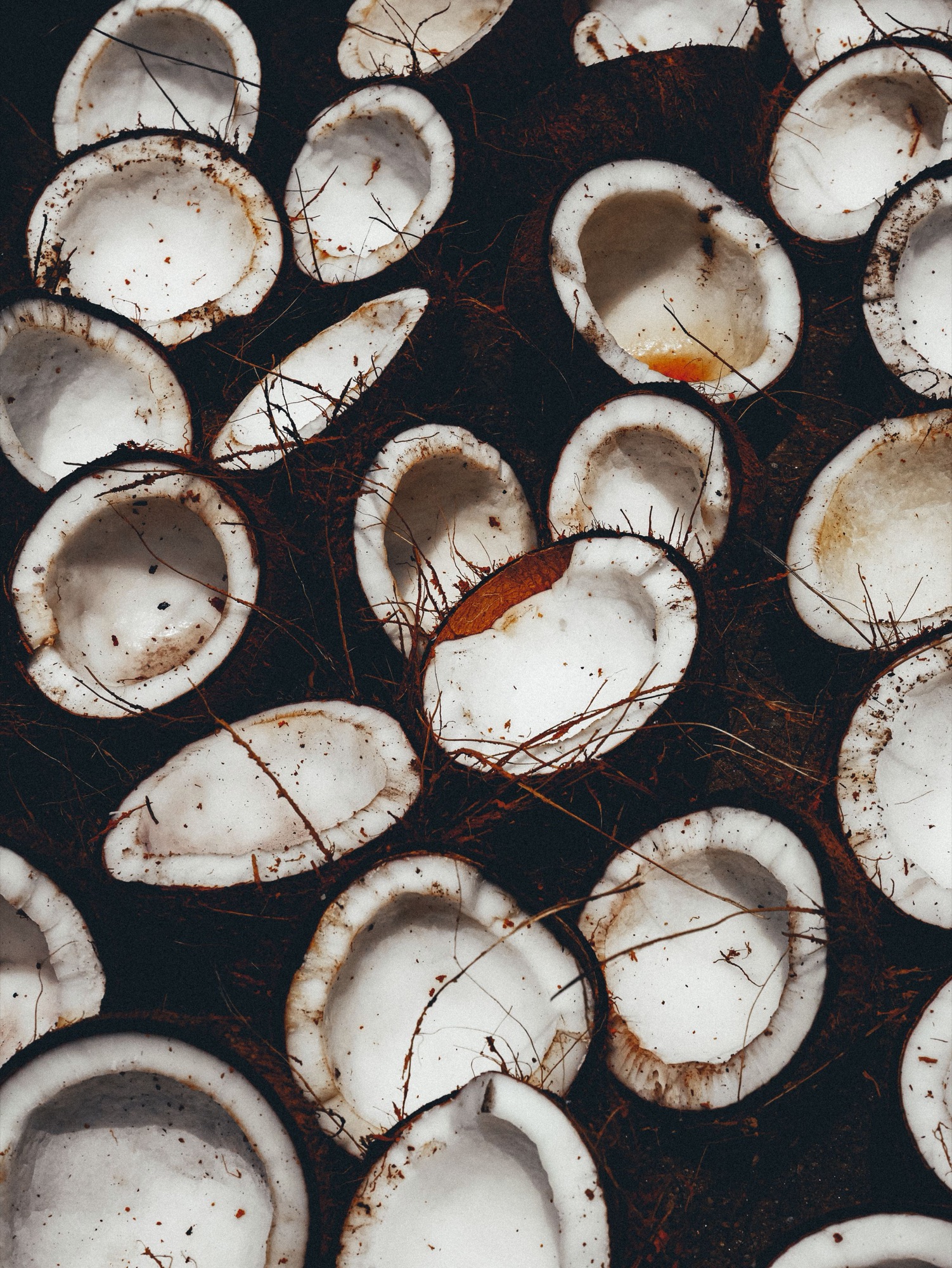 Coconut halves drying in the sun