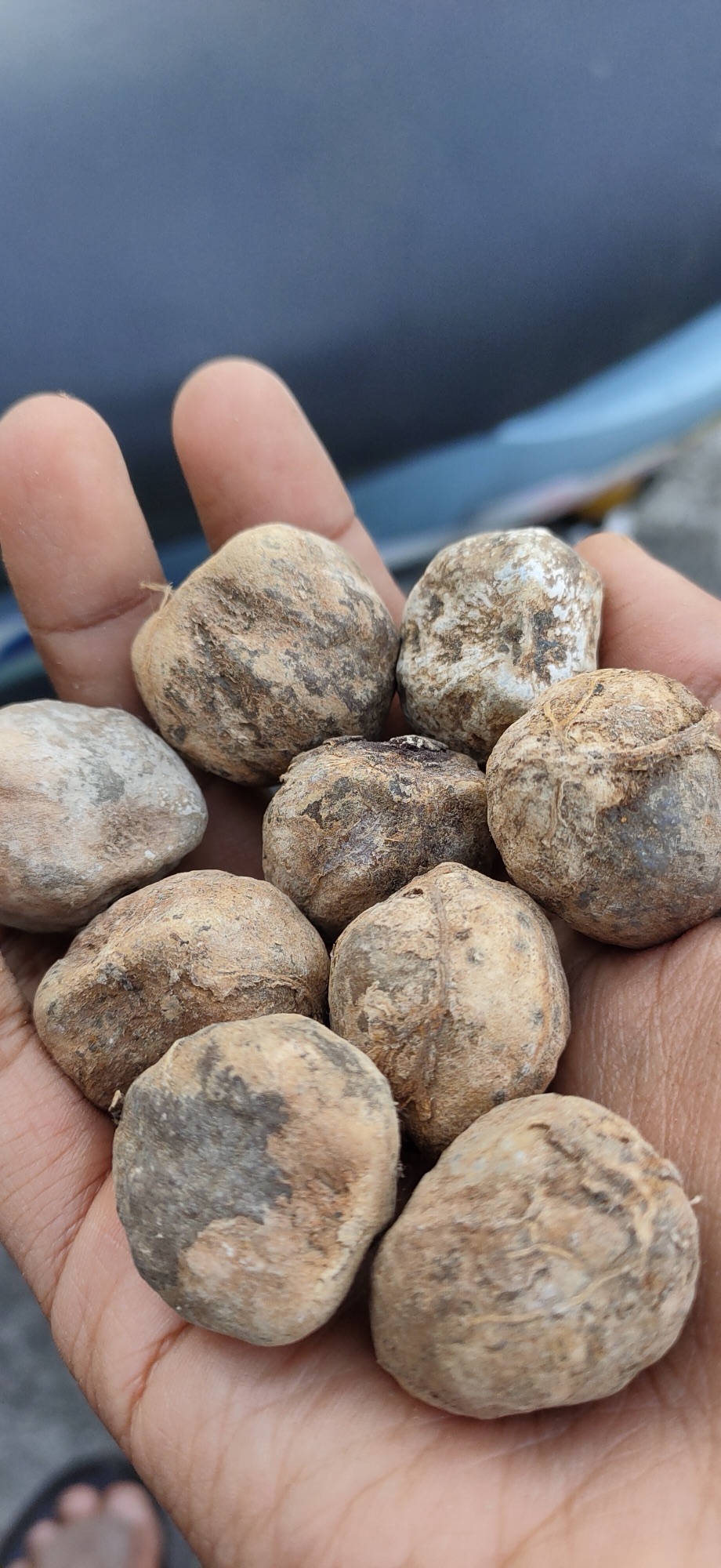 Candlenuts in shell held in a hand