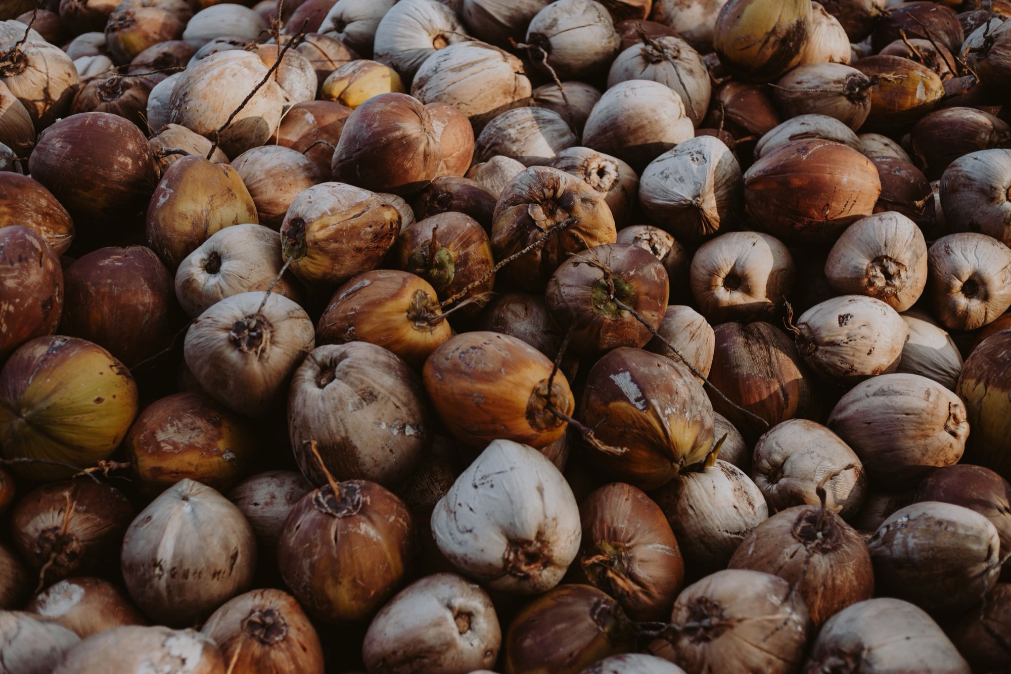 A pile of dried whole coconuts